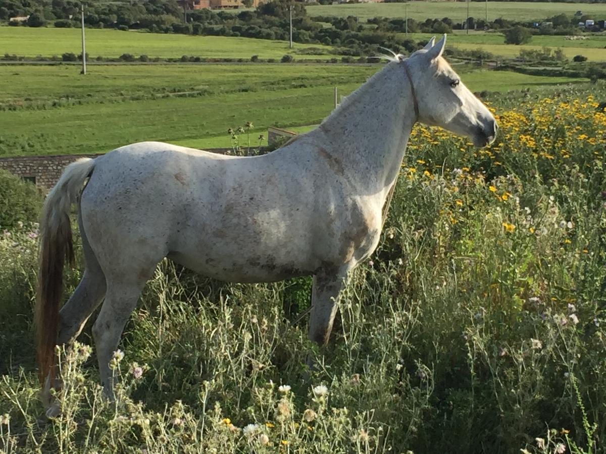 Agriturismo Su Meurreddu Tratalias Eksteriør billede
